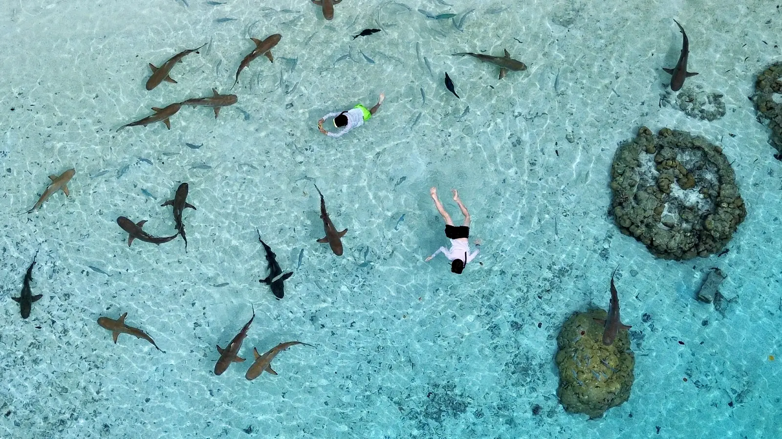 Two snorkellers in clear shallow water above a reef, among reef sharks